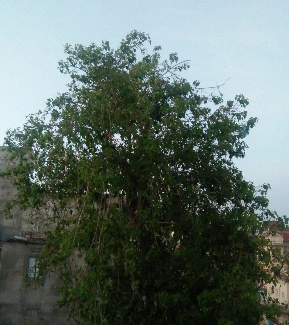 Day #21 this journey with this tree had been amazing. We saw its last days wid old leaves falling. Lonely days while going bald. Then slowly arrival of new tiny mates giving it a reason to feel d wind again. Now it's in a better place & hopefully we'll too
