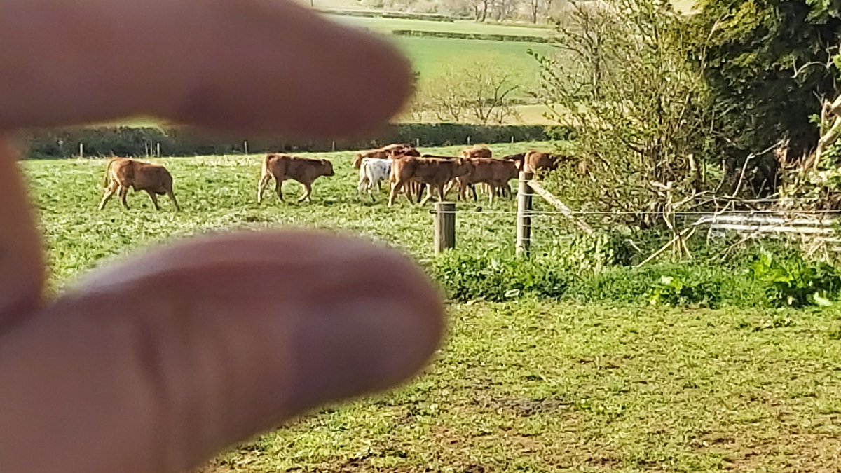 FeralTree's tweet photo. These really are small! #cowlets https://t.co/BBtLfsESBR