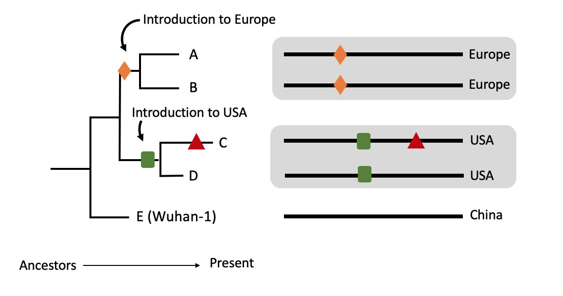 In addition for eachwe know where in the world it was sampled.Say A & B are from Europe, C & D from the USA & E from China.We can infer a likely scenario whereby the ancestor of A & B (MRCA A,B) was in Europe and the ancestor of C & D (MRCA C,D) was in the USA. 6/11