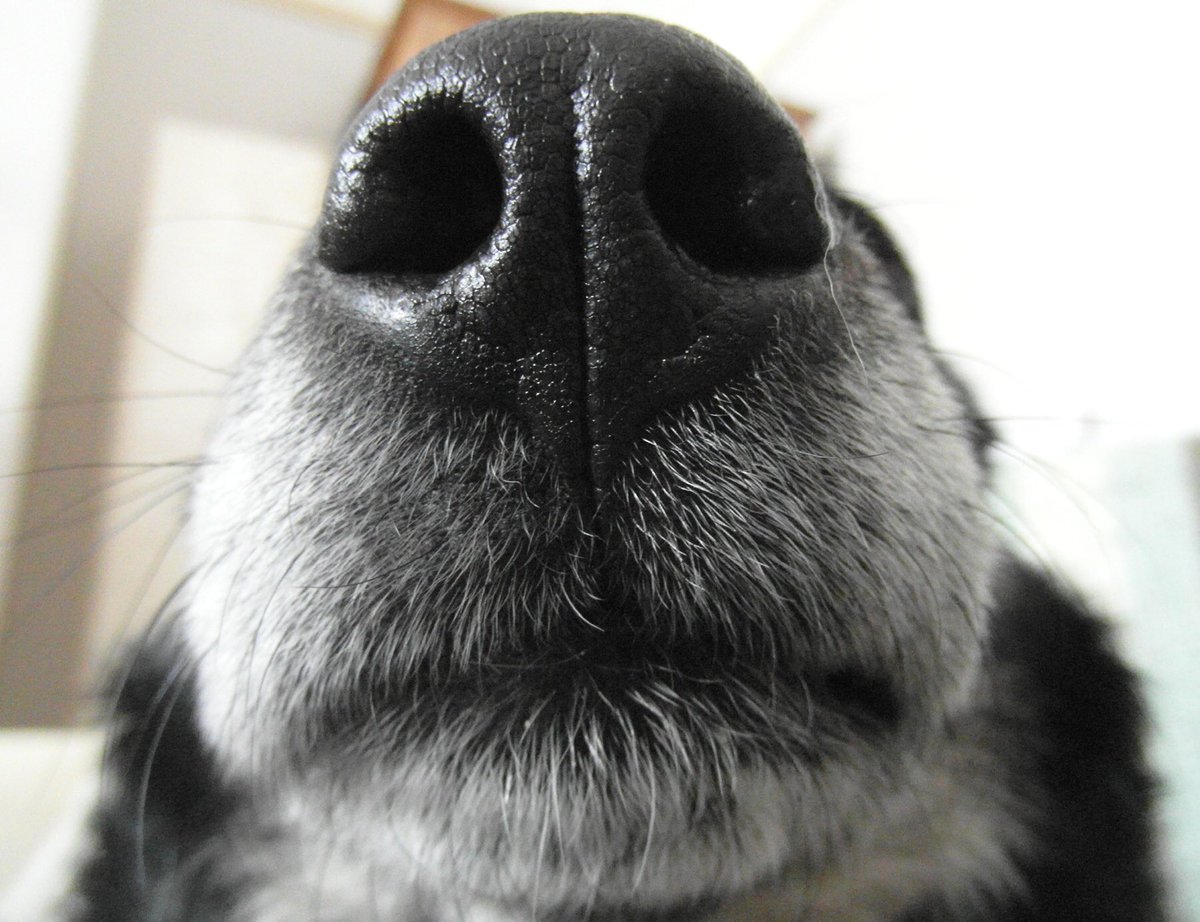 _Mister_Tom_'s tweet photo. Snoot https://t.co/Uytwymp1dv