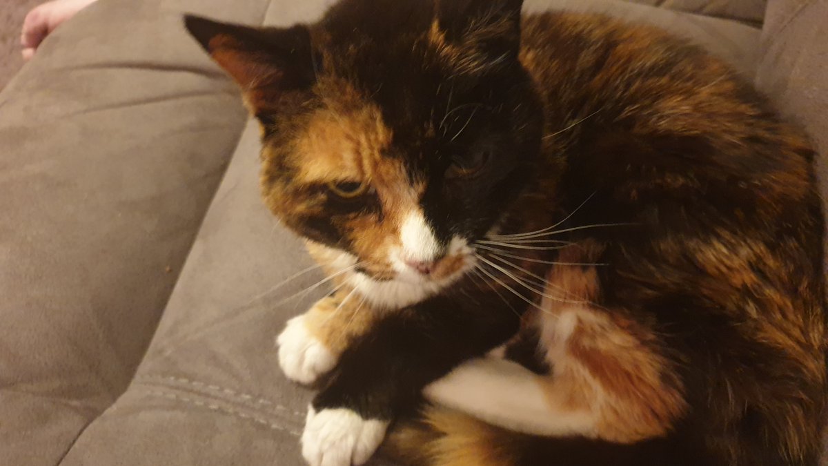 RIP Patsy Hughes
May 1st 2004 - April 13th 2020
We miss you, baby girl <3 <3 <3