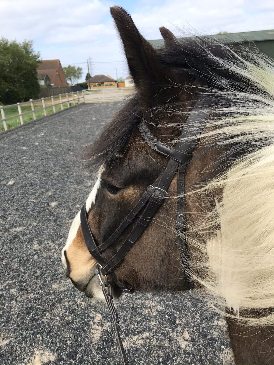 EmmaDidwell's tweet image. This was our pole set up today. We were able to ride so many different routes using this combination. #poleworkforhorses