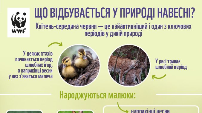 WWF_Ukraine's tweet photo. Зараз – один з найактивніших періодів у дикій природі 🌿🐻
Усе живе активізується, а у багатьох тварин розпочинається етап залицянь та догляду за малятами.
Саме тому, критичноважливо дотримуватися правил “Сезону тиші”, який діє в Україні з 1 квітня🔇
#WWFUkraine #WWFua #сезонтиші https://t.co/GRIyt9P5ph