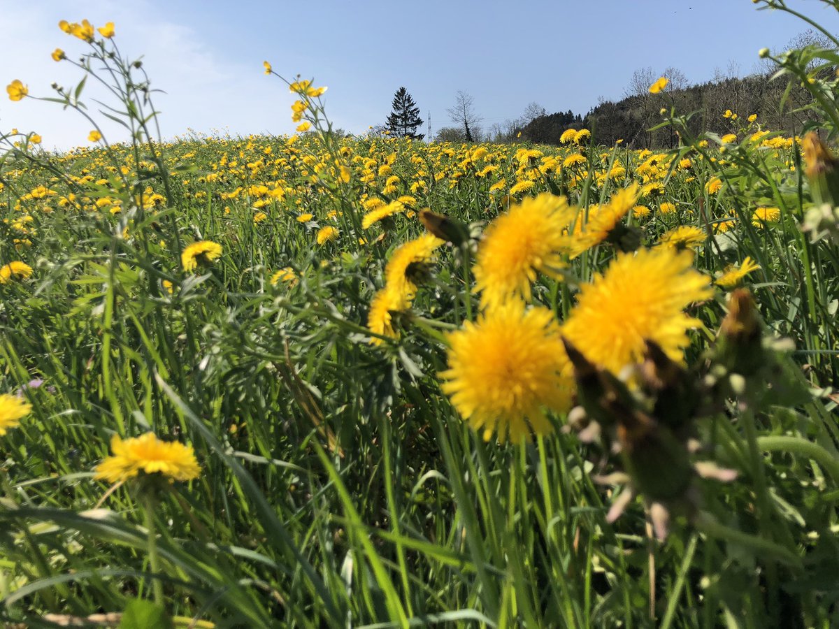 rogermolleman's tweet photo. Natur pur! #bleibtzuhause #outdoor #spaziergang https://t.co/116zbuH0nA