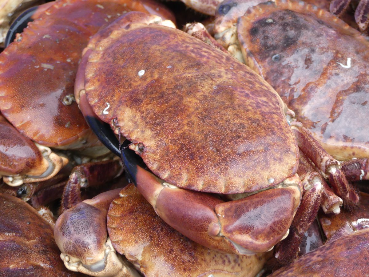 PassionSeafood's tweet photo. And not forgetting our dedicated Cromer crab fisherman Simon Bywater, from East Runton, on the North Norfolk coast and his boat 'Jade Sue' YH10 - tirelessly catching and dressing our wonderful #CromerCrabs thank you Simon... 😎🦀🦀🦀 https://t.co/MzsMuM8fON