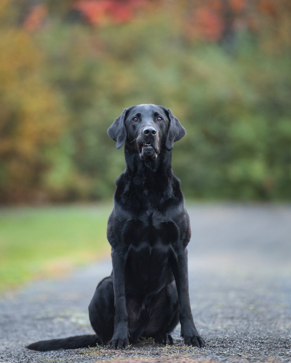 LianeNicholson1's tweet photo. @TheSocialCTV Sadly, we lost our beautiful boy last week... a sad time to be stuck in a house full of reminders, but grateful we were at home with him in his final weeks ❤️❤️ https://t.co/qesrOFpOUv