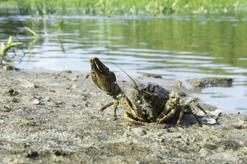 Раки раки сошлись у речки разговаривать. В реке большая драка поссорились. Рачки озерные. Раки раки сошлись у речки разговаривать. Книга сладков рыбы.