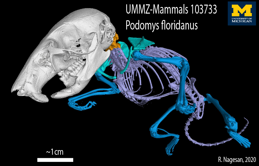 RamonSN's tweet photo. It's #MammalMonday & today's #segmentation is Podomys floridanus, the "#Florida mouse". Found only in Florida, this #species is currently listed as vulnerable due to population decline from #habitatloss. #zoology #mammals #mammalogy @UMichEEB #oVertTCN #CTdata 1/3 https://t.co/u47ARoJcnn