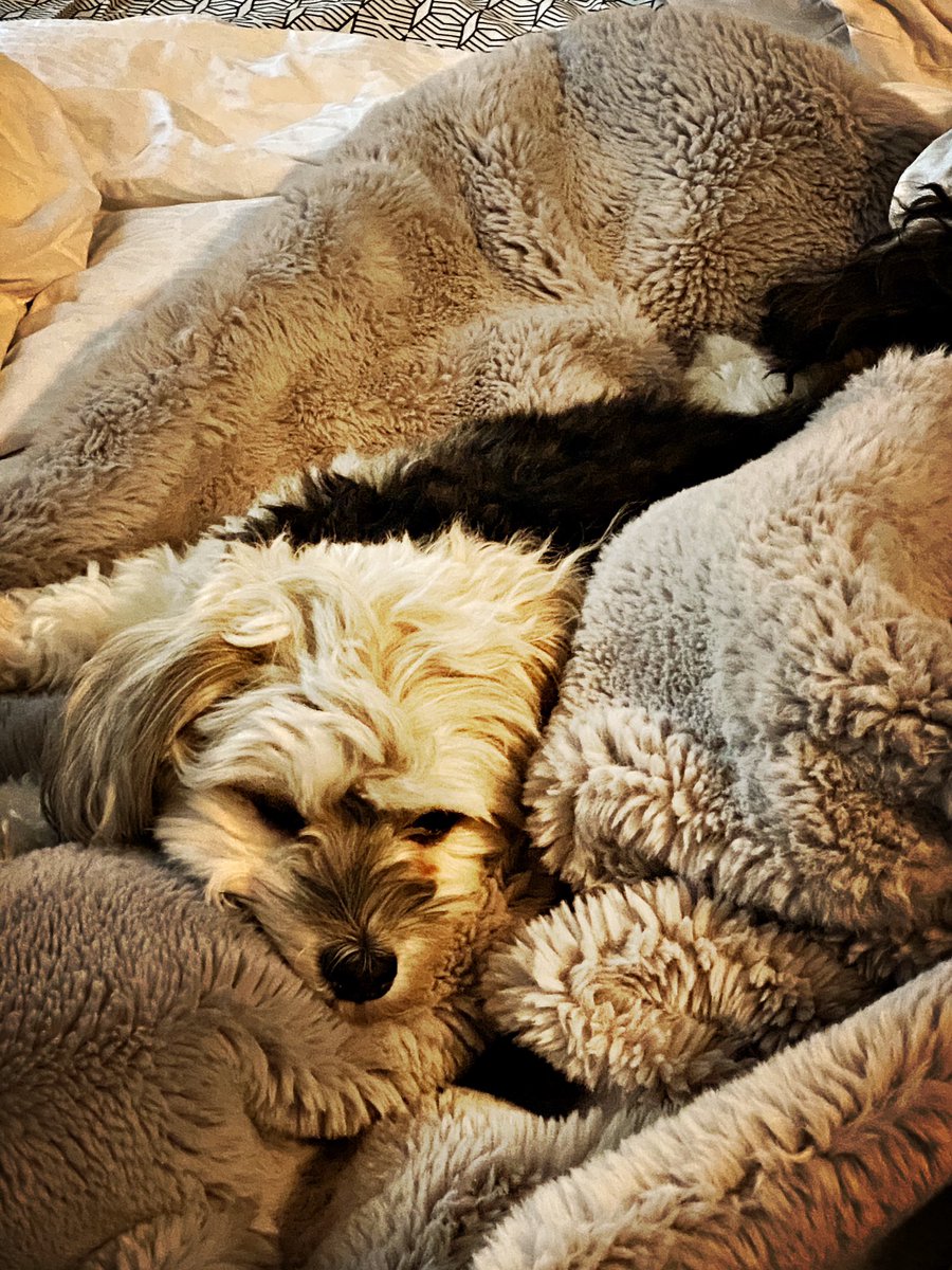 Audrey Li (@audli) on Twitter photo Day 1 of 7 of #mylifeinpictures . Rules. No words, no people. I was challenged by <a href="/DrAndrewLoblaw/">Dr. Andrew Loblaw</a> and <a href="/Claire_McC16/">Claire McCann</a>. Today I challenge <a href="/DrBronKing/">Dr Bronwyn King AO</a>. Day 1 of 7 of #mylifeinpictures . Rules. No words, no people. I was challenged by <a href="/DrAndrewLoblaw/">Dr. Andrew Loblaw</a> and <a href="/Claire_McC16/">Claire McCann</a>. Today I challenge <a href="/DrBronKing/">Dr Bronwyn King AO</a>.