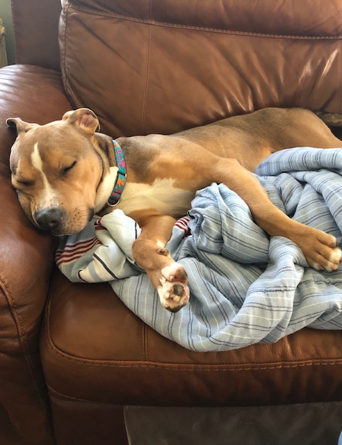 Adoption update!
Brownie’s the most amazing dog. He loves running up/down the hill, chasing the ball in my backyard, going on walks &amp; his frozen peanut butter Kong! He’s been super friendly with everyone. I’m just so happy we found each other!
#STARS #AdoptionUpdate #fureverhome