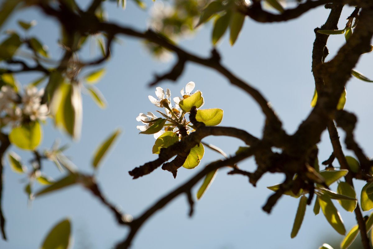 speeldekameleon's tweet photo. Speeltuin de Kameleon is helaas dicht, maar dat wil niet zeggen dat de lente er niet in volle hevigheid is losgebarsten. Hopelijk kunnen jullie snel weer komen spelen! #hoograven #speeltuin #lente https://t.co/QAmq5YvjPx