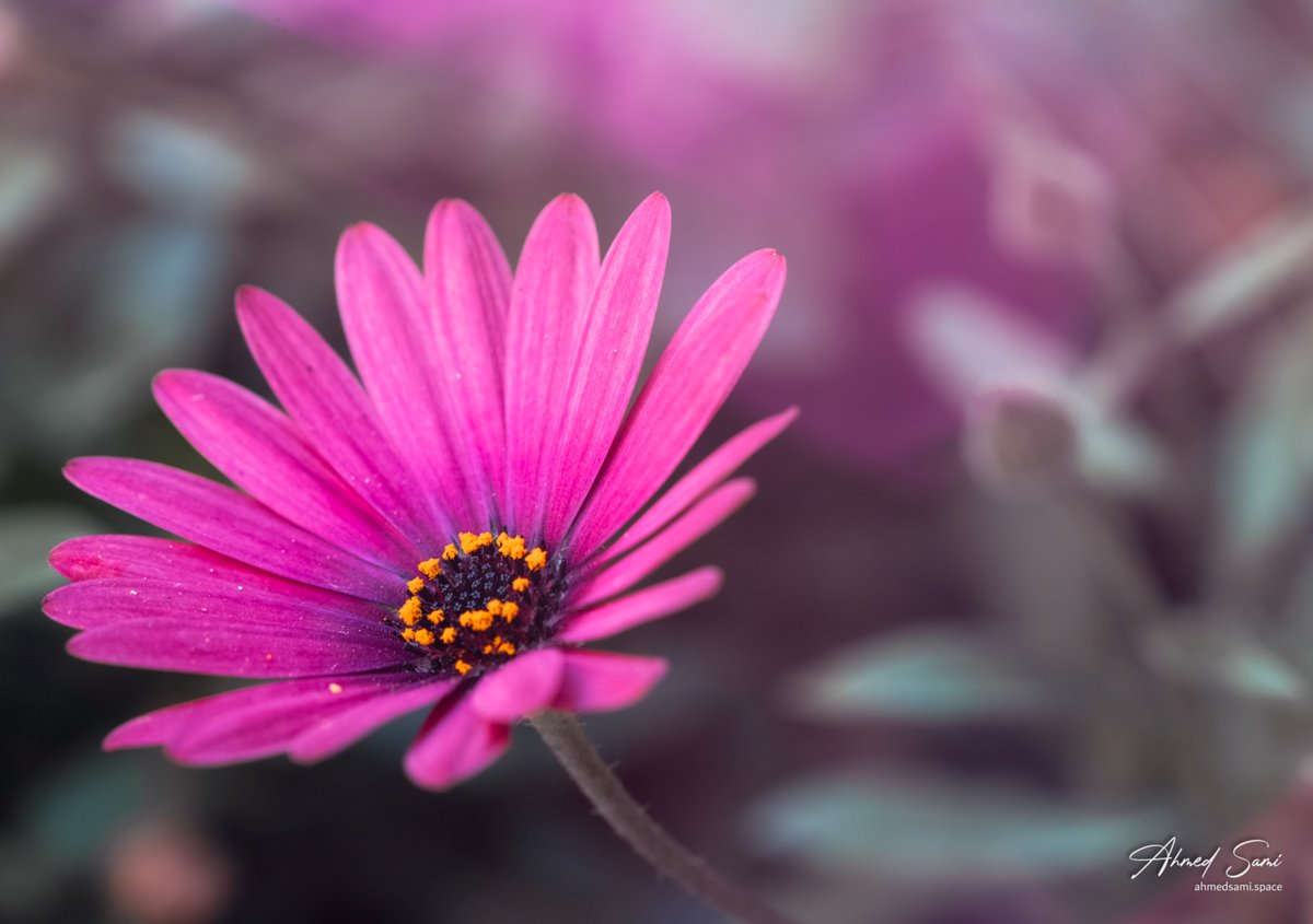 ahmed_sami_ab's tweet photo. Aster (African Daisy) flower
ورد الاستر
#aroseaday #flower #flowerphotography #flowerstalking
#macro_brilliance #macro_captures_
#flowersandmacro #kings_flora #petal_perfection #1macroshot
#fujifilm #fujifilmxiraq #fujifilmxt3
#explore_macro #macro_delight #featured_macros https://t.co/O3Dk4Hftgy