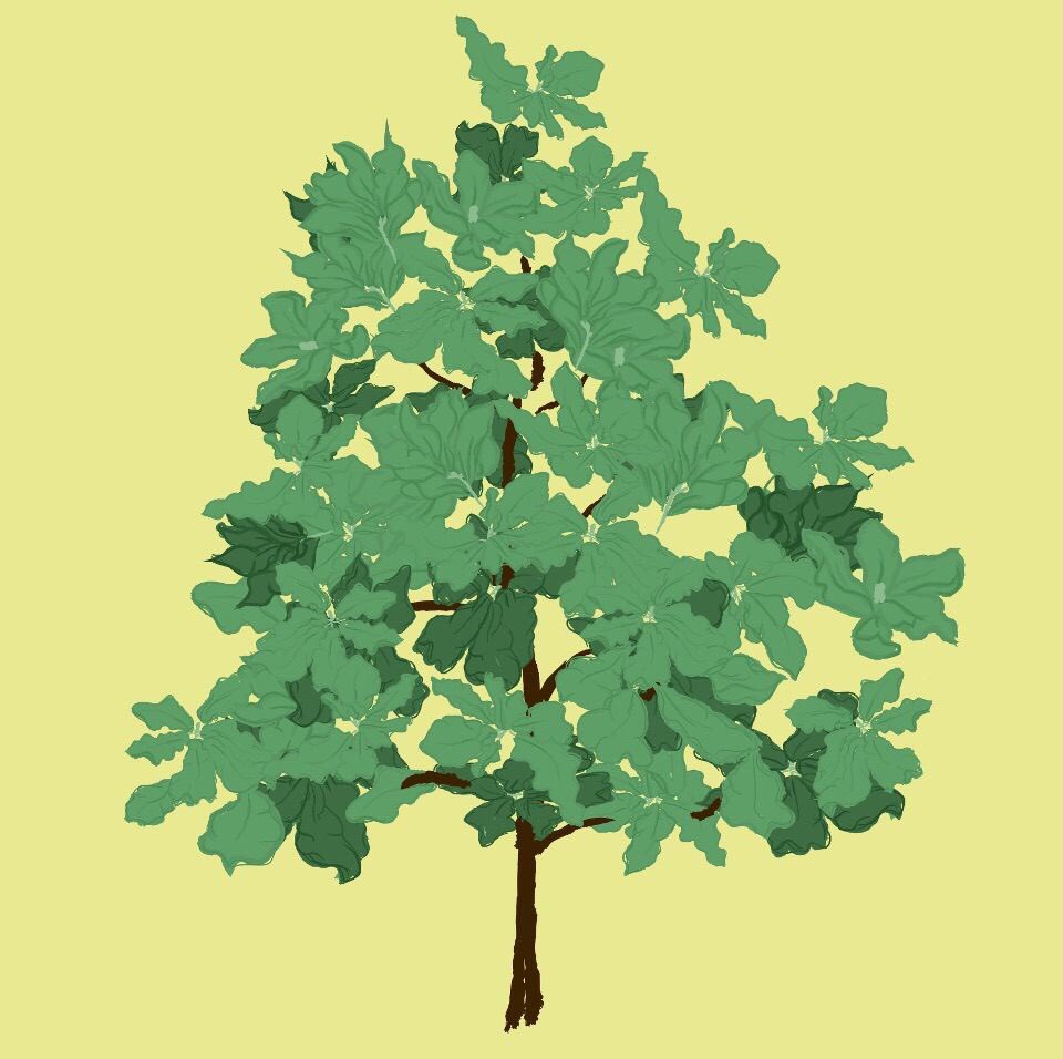 Our second tree of the week is the Bigleaf Magnolia. Be on the lookout for it’s cream-colored flowers blooming this summer! #HonoringTrees