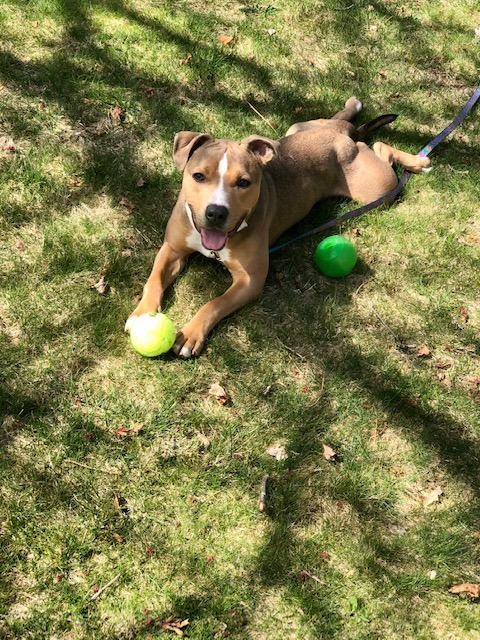 StratfordSTARS's tweet photo. Adoption update!
Brownie’s the most amazing dog. He loves running up/down the hill, chasing the ball in my backyard, going on walks &amp; his frozen peanut butter Kong! He’s been super friendly with everyone. I’m just so happy we found each other!
#STARS #AdoptionUpdate #fureverhome https://t.co/p8hkTjIvvS