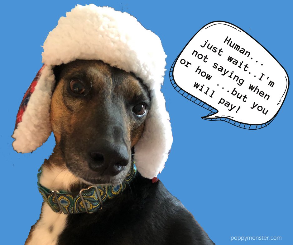 Prototypes3's tweet image. When your dog thinks you need to social distance from them. #dogsofinstagram #QuarantineLife #PoppyMonster