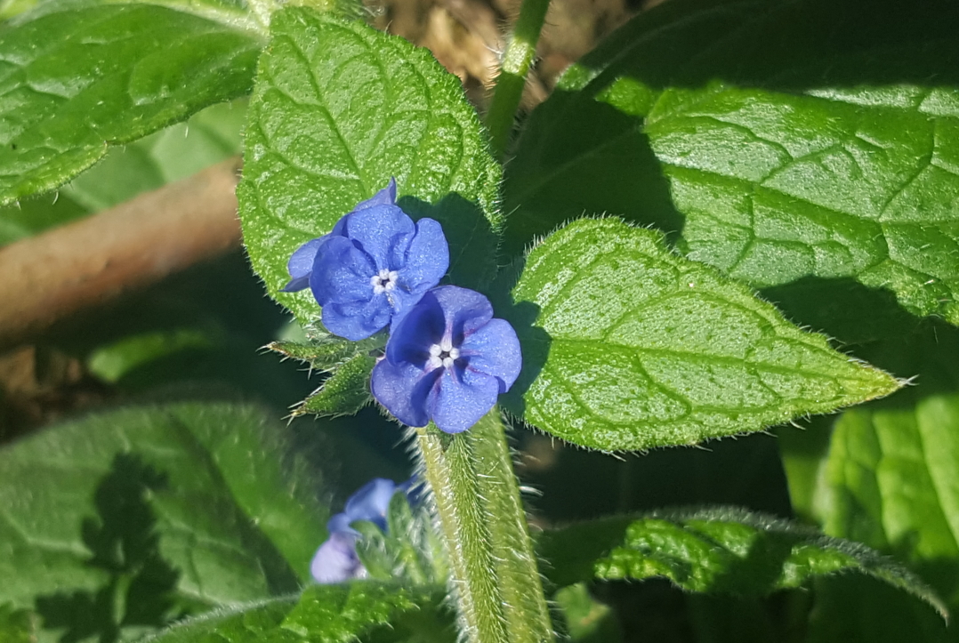 DaveyManMcG's tweet image. A pretty productive week on safari despite all the current limitations lalows.blogspot.com/2020/04/the-th… #WildBlogs #FyldeFuture #Blackpool #NorthernGreenhouse