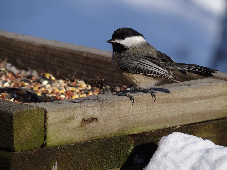 Okay. Take a break from your screen. Look out the window. Start birding.  #NatureNerding101  #SpringMigration Black-capped Chickadee (Poecile atricapillus).