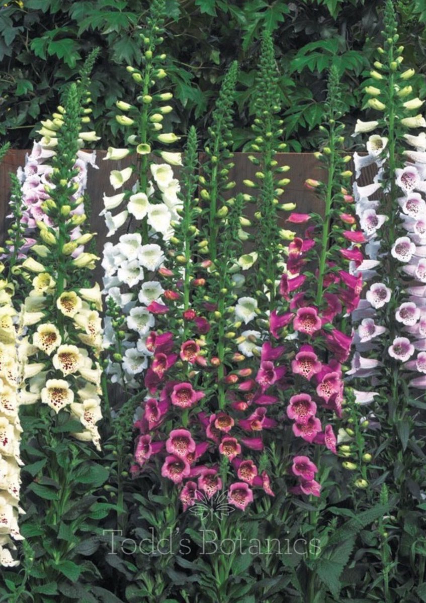 Tall &amp; sturdy in pinks,whites &amp; creamy colours  An improved form of our British natives ~ #Digitalis purpurea Excelsior over on our website for delivery in 2l pots.  Order now for delivery. Flowers June to September #foxgloves #plantsdelivered #mailorder