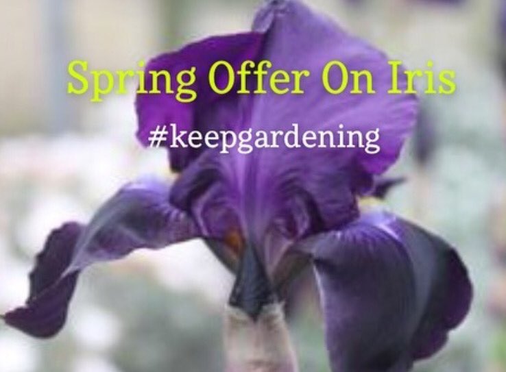 Our nursery &amp; spring offer on our #iris were mentioned in <a href="/Telegraph/">The Telegraph</a> on Saturday by <a href="/SallyNex/">Sally Nex</a> &amp;  are available 
for mail order on our website. Lots of gorgeous colours ~ both the dark and lighter flowers ~  available in 2 &amp; 3l pots. #beardediris #plantsonline #plantsdelivered