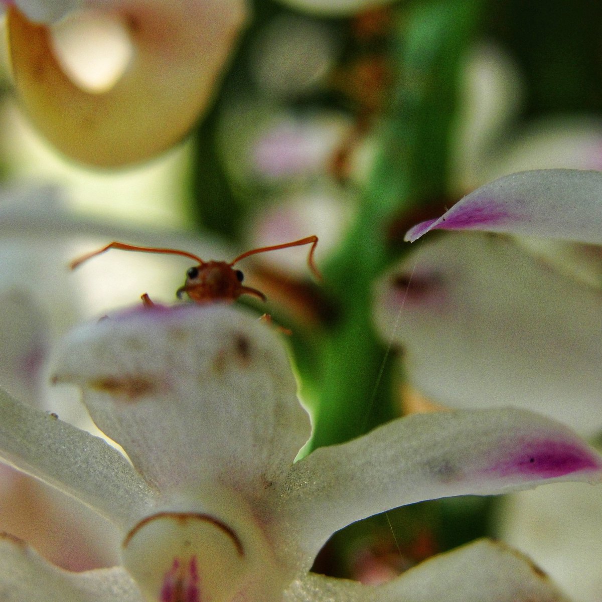 Peek A Boo .
.
.
[ #StayHomeStaySafe #IndiaFightsCorona ] #ants #nature #Kopou #foxtailorchid #orchids #peekaboo #throwback #CreatAtHome