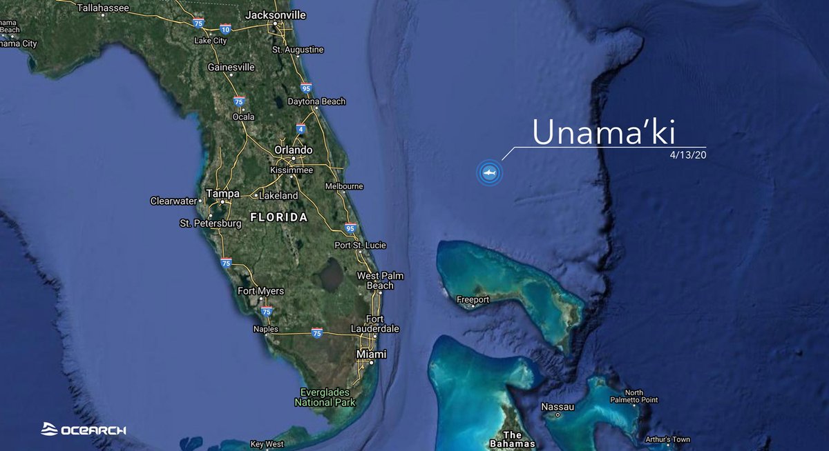 OCEARCH's tweet photo. Today @UnamakiShark is pinging in from the western edge of the Gulf Stream. It will be very interesting to see if she crosses back over to the eastern side or stays west all the way back up to Canada. https://t.co/x49EYasGMC