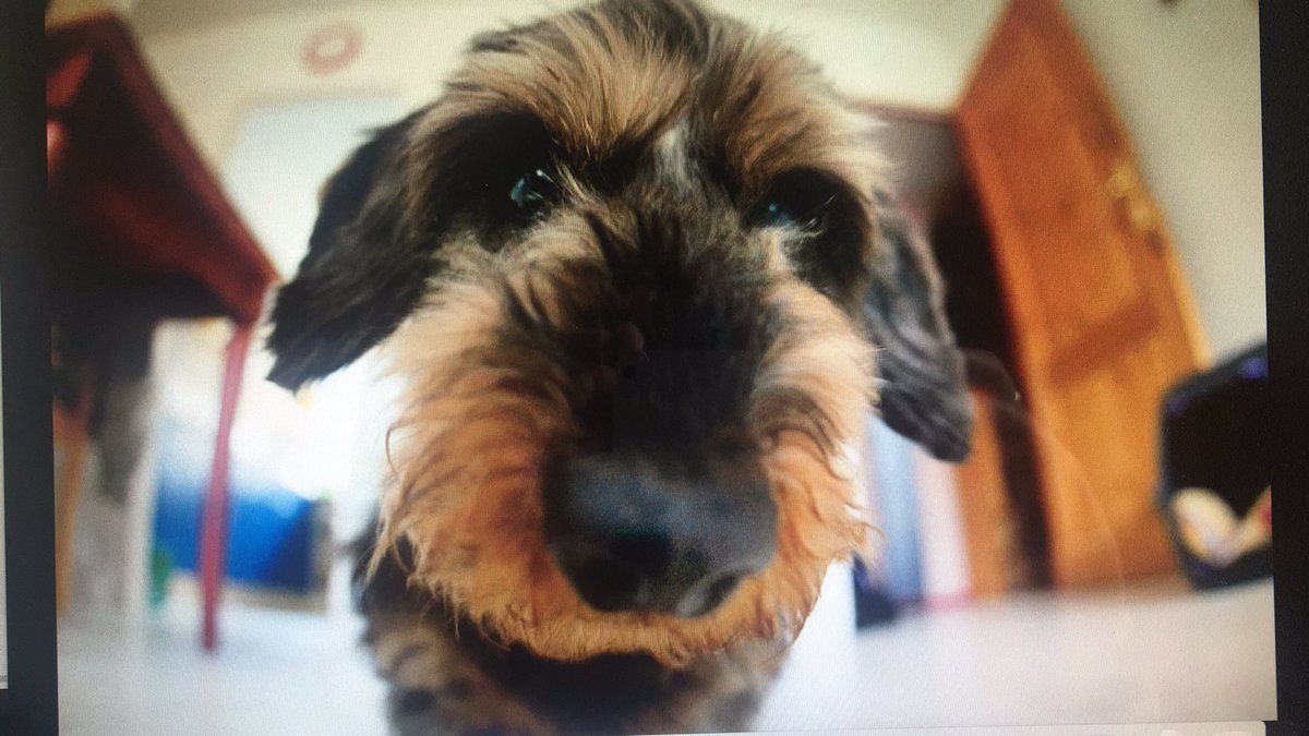 Jippernl's tweet photo. @Twitter Hi! Here’s my dog 🐶 
#dogsoftwitter https://t.co/C13FZrMSw3