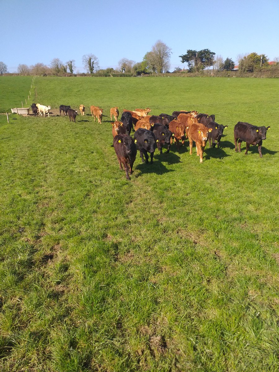 Contract rearer available immediately for weaned calves or maiden heifers, DIY ai etc, good grass and husbandry DM if interested 👍🏻 RT please