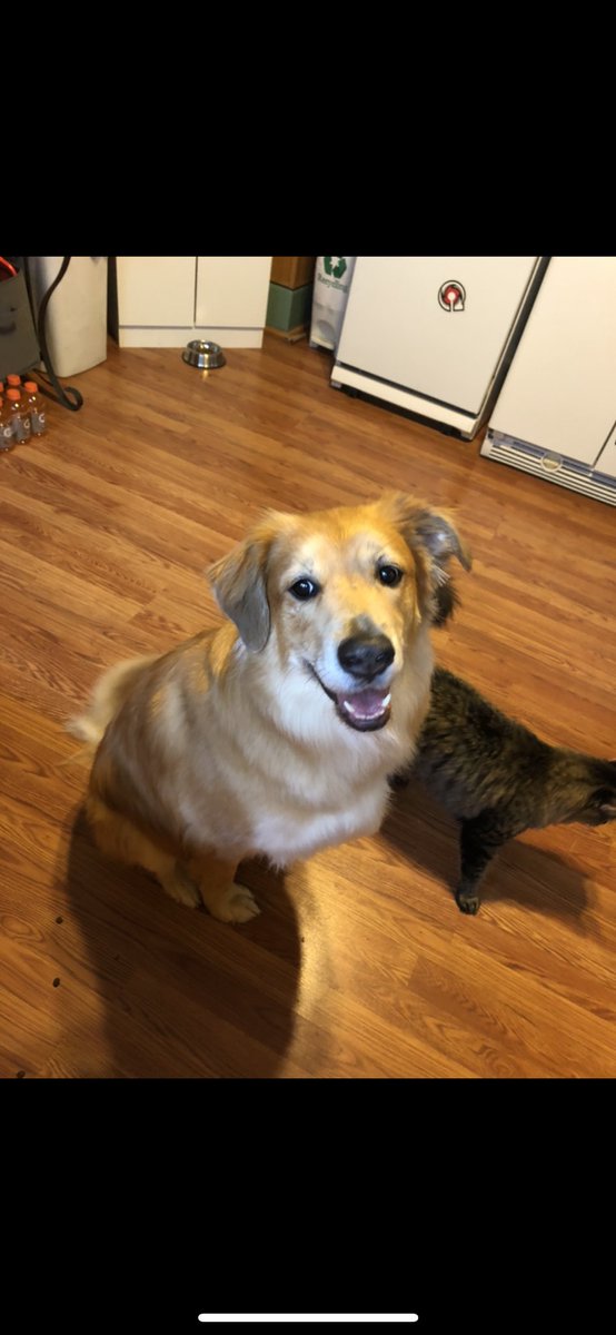 _MeggieLee's tweet image. 🟢💲CASH REWARD💲🟢
‼️LOST DOG PLEASE SHARE‼️