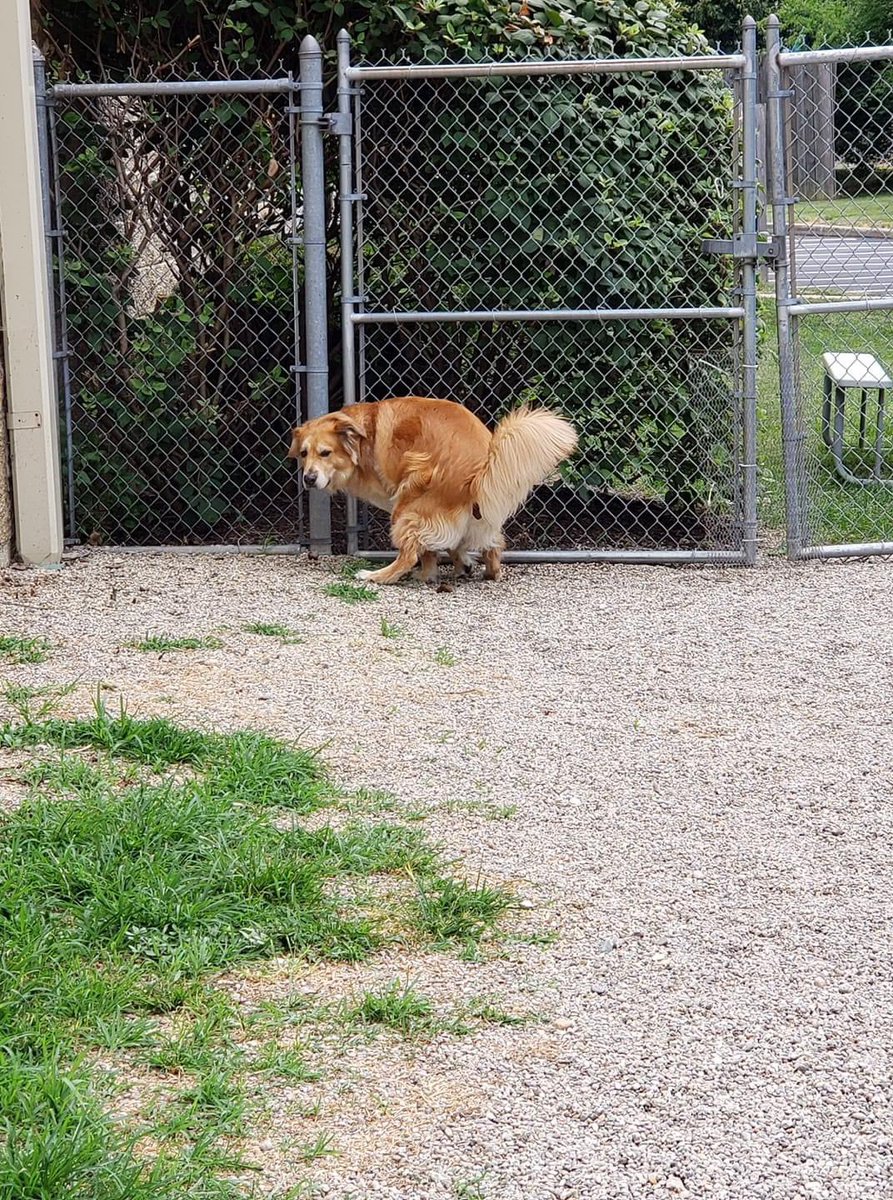 _MeggieLee's tweet image. 🟢💲CASH REWARD💲🟢
‼️LOST DOG PLEASE SHARE‼️