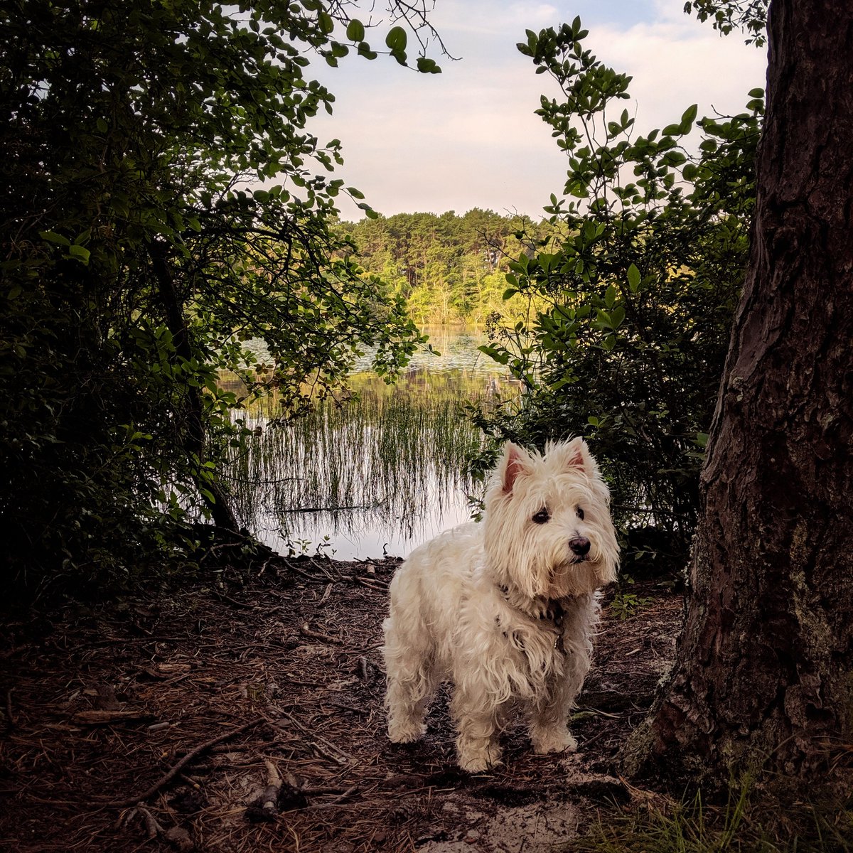 ...and listened to me read him more poetry by Blackwater Pond