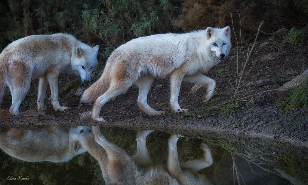 We need to take in account the enormous importance of the basque linguistical root "Otz", which means "saved/blessed", also wolf, cold and pleasant.The month of wolf reproduction...