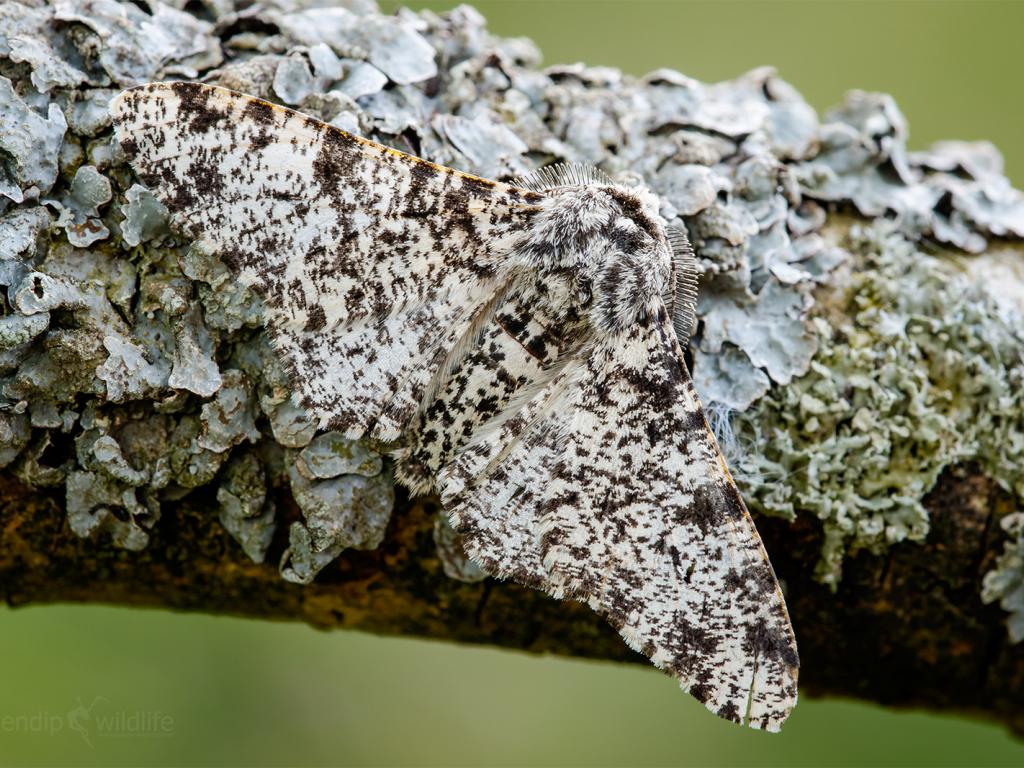 Group A:Blood-vein - image by Iain LeachPeach Blossom - image by Iain LeachChinese Character - image by Iain LeachPeppered Moth - image by Heath McDonaldAll images from  @savebutterflies website