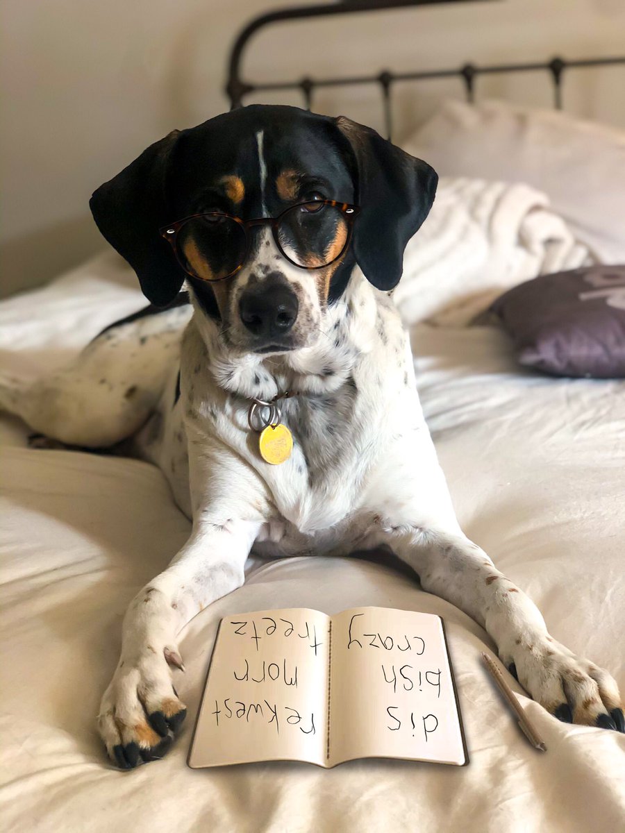 "Alright, let's recap - at what point during the quarantine did you stop wearing pants?" 🧐
#Quarantine #SocialDistance #Dog #Pets #HoundDog #POTD #GoodMorning #Therapy