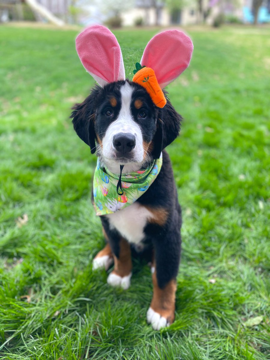 andreamarko13's tweet photo. #SammysStars #TISL Olaf, a four month old Bernese Mountain Dog, is up for anything that involves puppy treats and belly rubs! (And prefers nap time over walk time 😴) https://t.co/6U5N9uxaH5