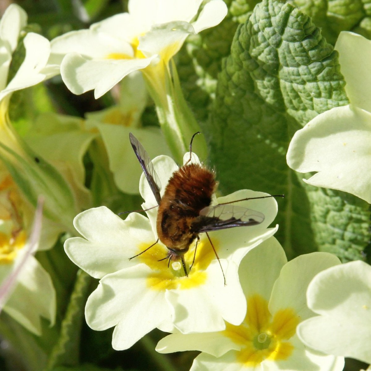 HenllysLNR's tweet photo. Dark-edged #beefly on our #NaturalBuzz #primroses this morning on the daily exercise walk around the #LNR. We planted these native primroses as plugs in 2017 with @HenllysCIW #beeflywatch #irecord @SEWBReC @GreenFlagWales https://t.co/ynPS1PCRhU