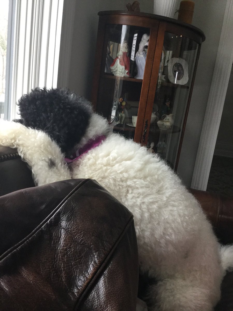 bhardy_covenant's tweet photo. @Healthmac Our first dog was a beagle I agree vey cute,  however he was a runner and a digger  but I was always worried about him. Our new dog is a Sheepadoodle and we are so I. Love with this dog. He loves everybody and is such a snuggle pup and hypoallergenic. https://t.co/qX0RXWyjTl