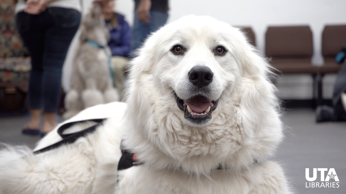 utalibraries's tweet photo. Mavericks, we know the last few weeks have been ruff, but we hope you're finding ways to stay pawsitive!

Don't forget that we are here 24/7 with our live chat—get started now: https://t.co/M8aNcczdic

#MondayMood #UTALibraries #LibrariesReimagined #Dogs https://t.co/KbYoedqpIz