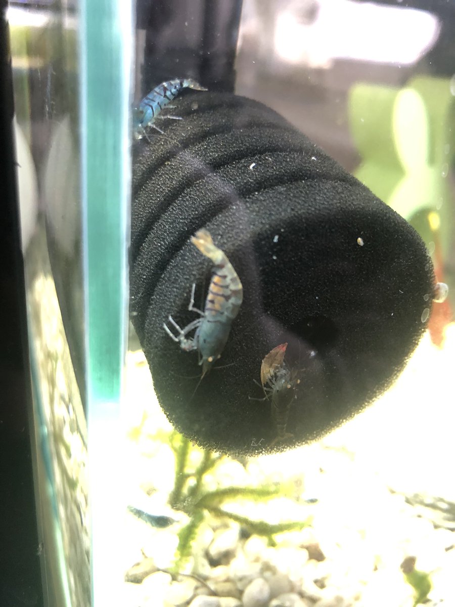 KNinchen4's tweet photo. Nächster Nachwuchs #bluetiger #shrimp #garnelen https://t.co/pMBseOBaQT