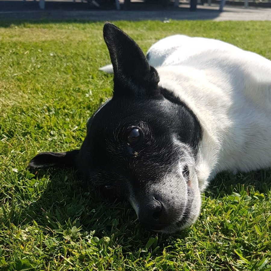 Hauptsache dem Hund geht es gut!