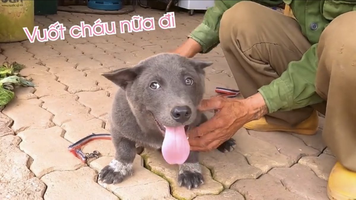 Nguyễn Văn Dúi tweet media