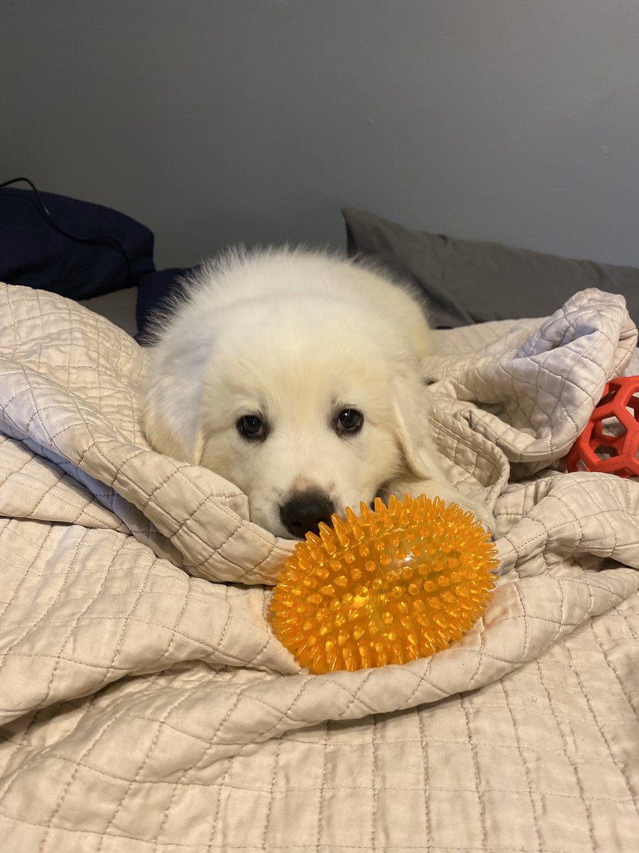 shawna_5's tweet photo. Ive had my pup for not even two days and im so obsessed with him. I mean look at this faceeeeee https://t.co/VKfLi5wKNI