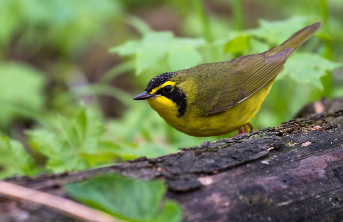 It’s almost spring! So here’s a lovely Kentucky Warbler to remind y’all