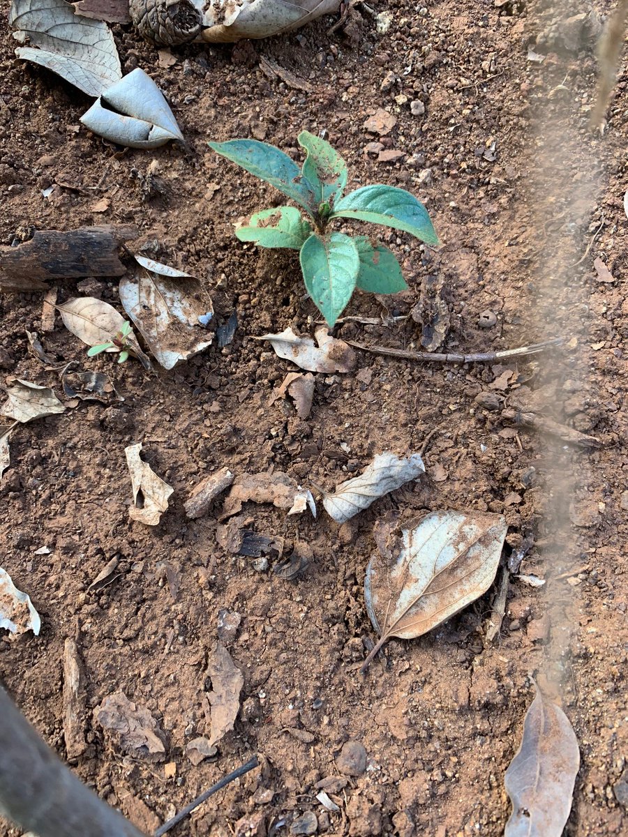 Reward Kangai tweet media