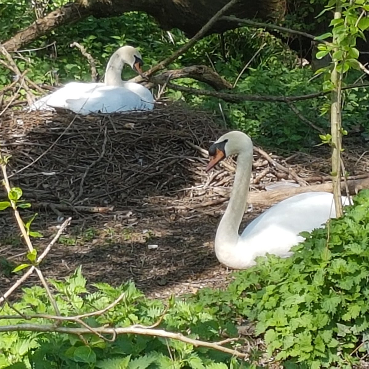 beautiful swans nesting peacefully on river weaver today #swanwatch #nantwich #riverweaver