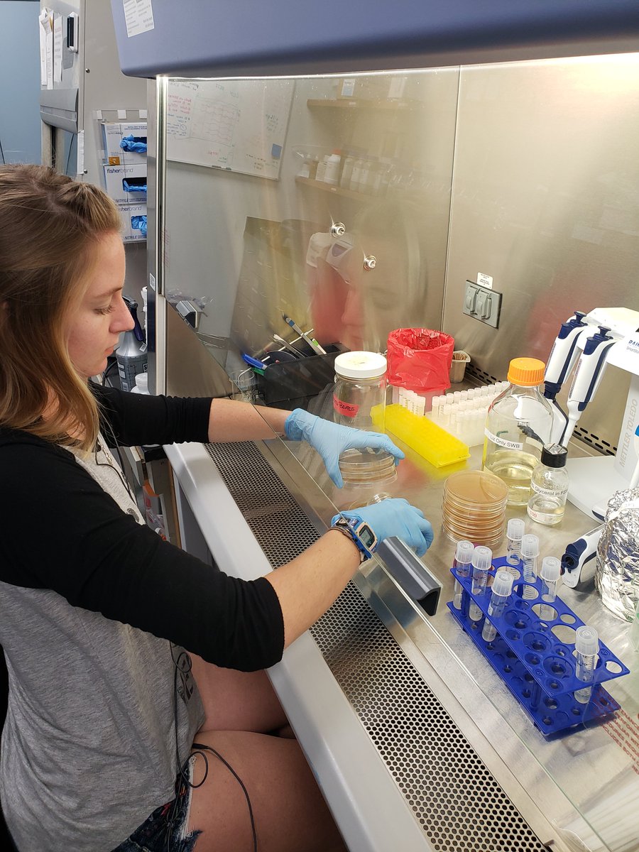 ECMarineScience's tweet photo. Spotlight on Elizabeth Weatherup '19 @efwxup, @eckerdcollege Rising Star. We have our eye on you!! #CHAMPer @SmithsonianSMS @PolypProtectors @coryjkrediet #marinescience #marinebiology #womeninstem https://t.co/hCspRUZMlu