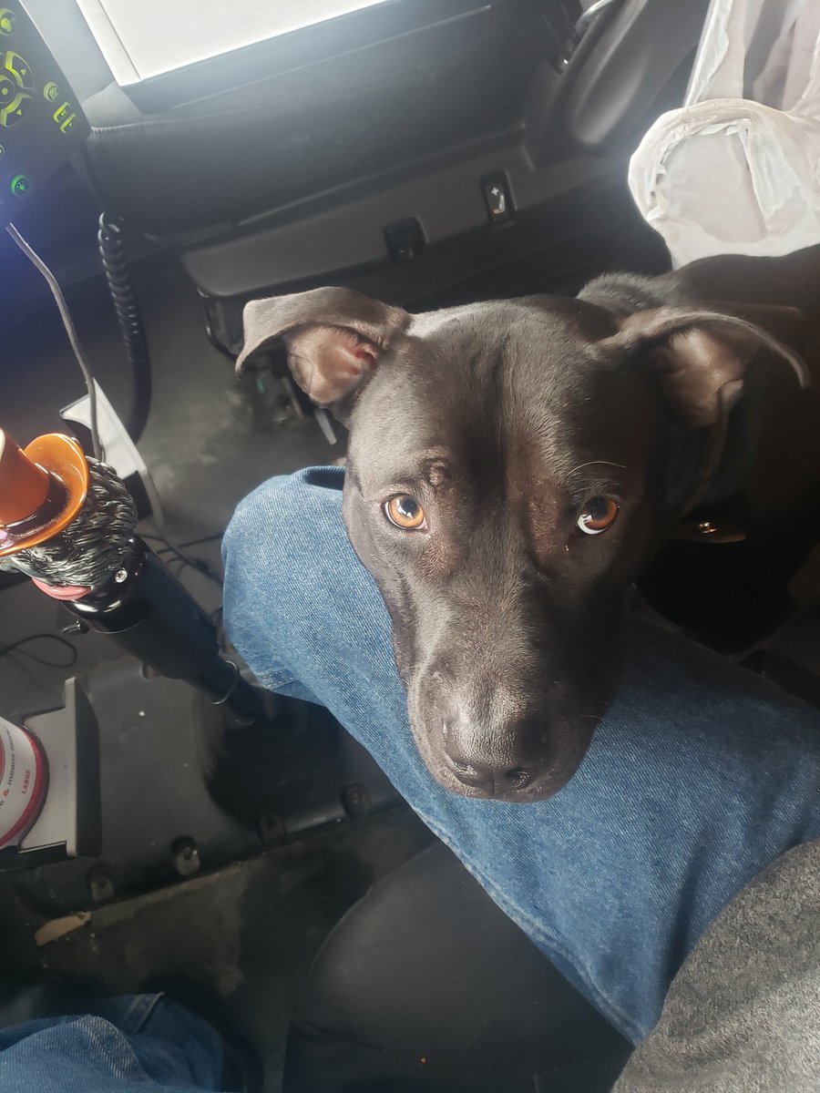 WireBoundPony's tweet photo. And to start off on the right foot, have a picture of my doggo https://t.co/wL44dPjMAm