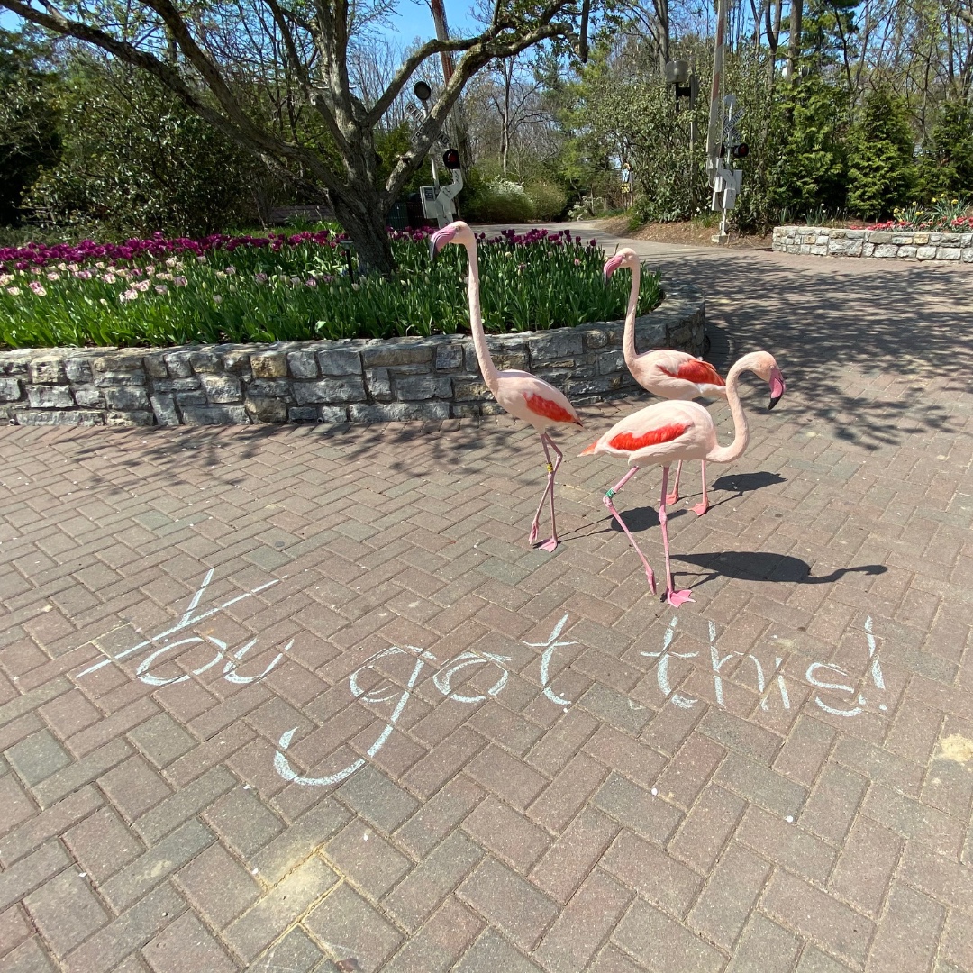 CincinnatiZoo's tweet photo. A little #MondayMotivation from our flamingos! https://t.co/WBUzZdi66U