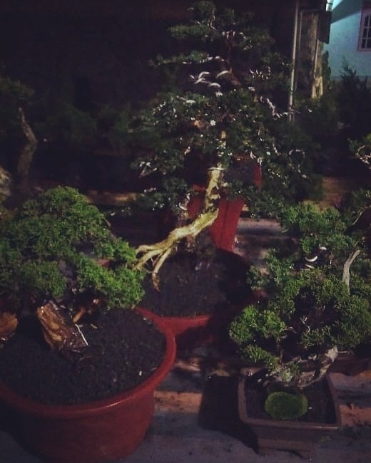 ilhambonsai's tweet photo. Selamat malam, hidup sederhana... :) https://t.co/XuB8Ay5IFu