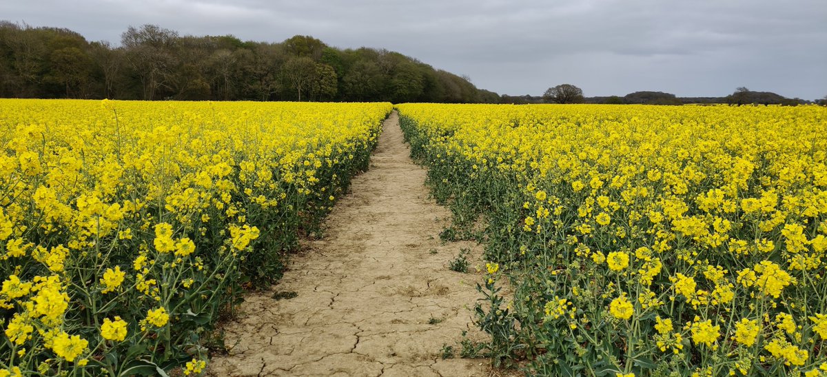 marc_moncrieff's tweet photo. Still #SocialDistancing in rural #Norfolk on the #boudiccaway
It's lovely, but I'm usually looking forward to seeing something else in yellow and green at Easter.
#ncfc #otbc https://t.co/Za2G0DVrOX