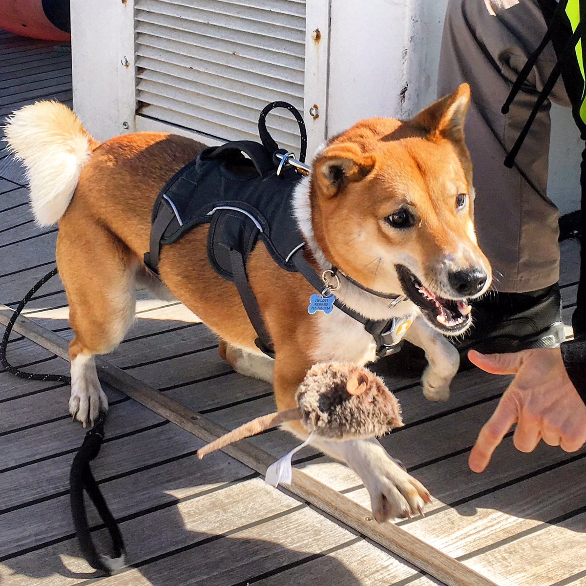 GovSGSSI's tweet photo. The highly sensitive nose of @SammySniffer, combined with his handler's careful guidance, remains our secret weapon for #rodentdetection. A dog's nose can detect scents in parts per trillion! #smellarat #conservationdogs @WD4C #SGSSIbiosecurity https://t.co/Z2sWVlSYMG